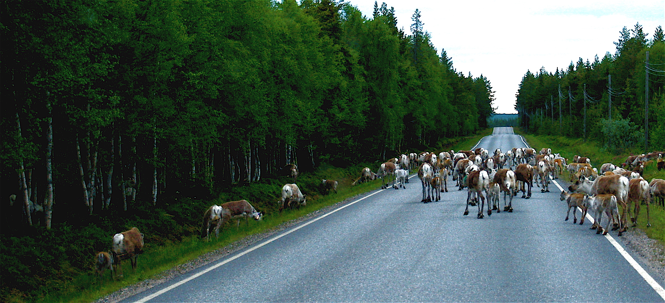 Reindeer_road_block_Kuusamo